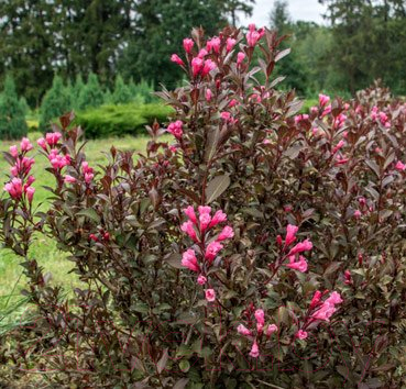

Саженец Красный клен, Вейгела Nana Purpurea