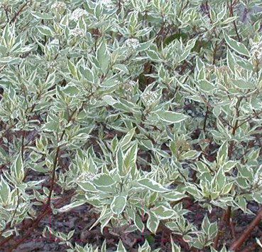 

Саженец Красный клен, Дерен белый Sibirica Variegata