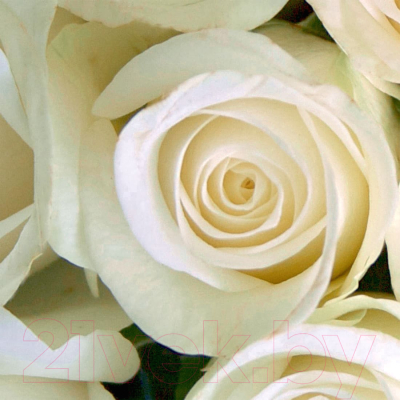 Фотообои листовые Citydecor Бутоны роз (200x140)