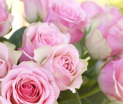 Фотообои листовые Citydecor Розовые розы (300x254)