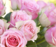 Фотообои листовые Citydecor Розовые розы (300x254) - 