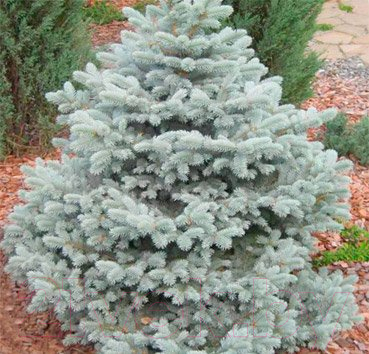 

Саженец Красный клен, Ель колючая Glauca Misty Majestic Blue