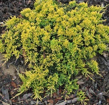 

Саженец Красный клен, Можжевельник горизонтальный Golden Carpet