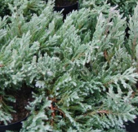 

Саженец кустарника Красный клен, Можжевельник горизонтальный Grey Pearl