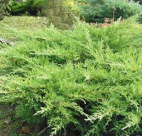 Саженец кустарника Красный клен Можжевельник казацкий Rockery Gem (15-20см)