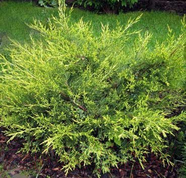

Саженец Красный клен, Можжевельник китайский Kuriwao Gold