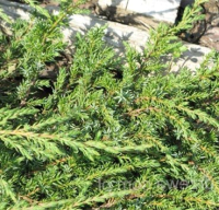 

Саженец кустарника Красный клен, Можжевельник обыкновенный Green Carpet