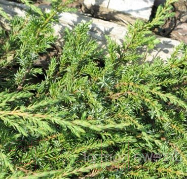 

Саженец Красный клен, Можжевельник обыкновенный Green Carpet
