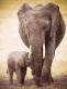 Картина по номерам PaintBoy Слон и слоненок / GX6971 - 