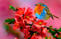 Картина по номерам РЫЖИЙ КОТ Милая птичка на цветущей ветке / Х-7617 - 