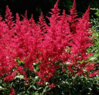 

Саженец кустарника Красный клен, Астильба арендса Burgundy Red