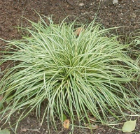 

Саженец кустарника Красный клен, Осока косматая Variegata