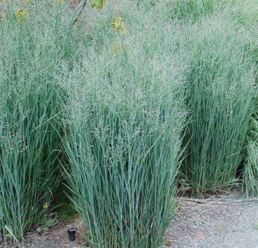 

Саженец Красный клен, Просо Heavy Metal