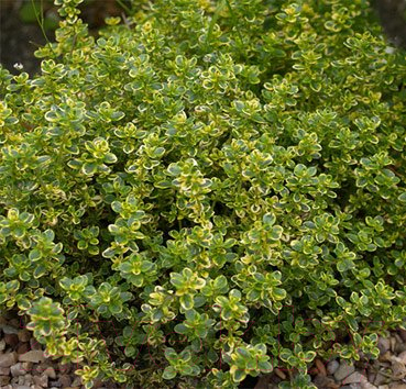 

Саженец Красный клен, Тимьян лимоннопахнущий Variegata