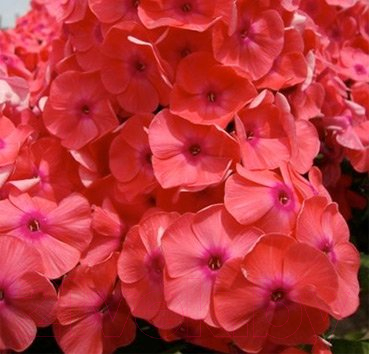 

Саженец Красный клен, Флокс метельчатый Juliglut