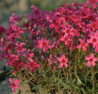 

Саженец кустарника Красный клен, Флокс шиловидный Atropurpurea