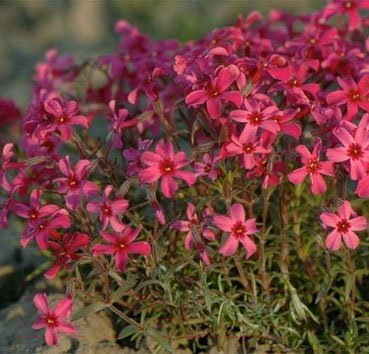 

Саженец Красный клен, Флокс шиловидный Atropurpurea
