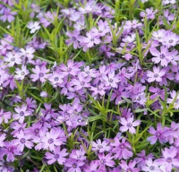 

Саженец цветка Красный клен, Флокс шиловидный Purple Beauty