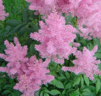 

Саженец кустарника Красный клен, Астильба арендса Gloria Purpurea