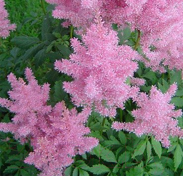 

Саженец Красный клен, Астильба арендса Gloria Purpurea