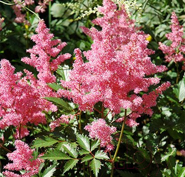 

Саженец Красный клен, Астильба японская Bremen