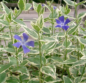 

Саженец Красный клен, Барвинок большой Variegata