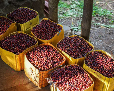 Кофе в зернах Coffee Life Roasters Эфиопия / 7010 (1кг)