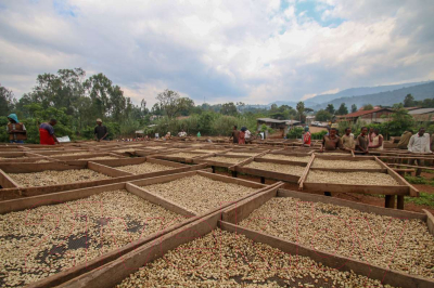 Кофе в зернах Coffee Life Roasters Эфиопия / 7010 (1кг)