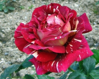 Саженец цветка Zelensad Роза чайно-гибридная Пестрая фантазия - 