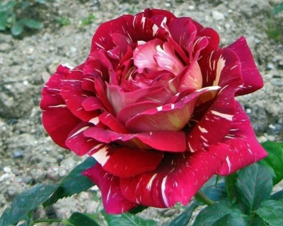 Саженец цветка Zelensad Роза чайно-гибридная Пестрая фантазия