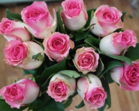 Саженец цветка Zelensad Роза чайно-гибридная Малибу - 