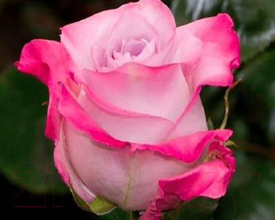 Саженец цветка Zelensad Роза чайно-гибридная Малибу