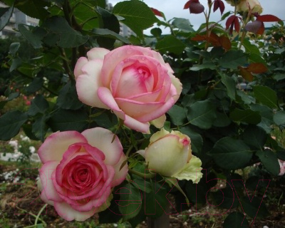 Саженец цветка Zelensad Роза чайно-гибридная Малибу