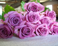 Саженец цветка Zelensad Роза чайно-гибридная Кул Вотер - 
