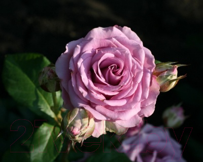 Саженец цветка Zelensad Роза чайно-гибридная Кул Вотер
