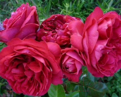 Саженец цветка Zelensad Роза парковая Эрик Таберли