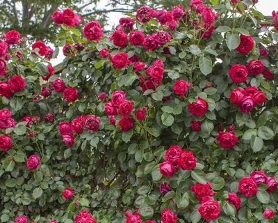 Саженец цветка Zelensad Роза парковая Эрик Таберли