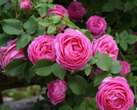 Саженец цветка Zelensad Роза парковая Луиз Одье - 