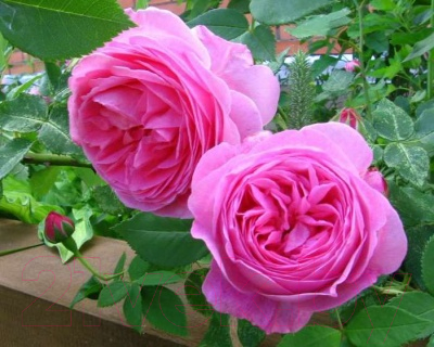 Саженец цветка Zelensad Роза парковая Луиз Одье