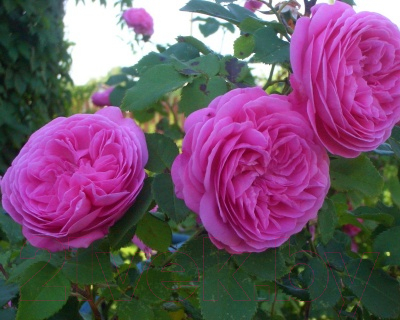 Саженец цветка Zelensad Роза парковая Луиз Одье
