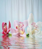 

Шторка-занавеска для ванны JoyArty, Плавающие цветы / sc_2602