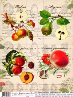 Декупажная карта Geronimo Ботаническая иллюстрация фрукты / TD25A4-00136
