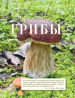 Книга Эксмо Про грибы. Как правильно собирать и готовить (Ильина Т.)