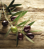 

Набор сервировочных салфеток JoyArty, Ветка оливок / np_105977