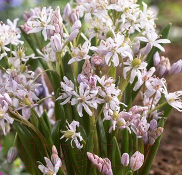 

Семена цветов Красный клен, Rosea