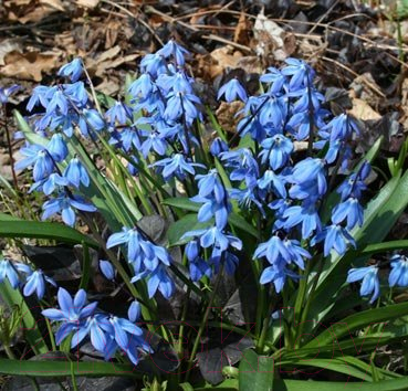 

Семена цветов Красный клен, Siberica Spring Beauty