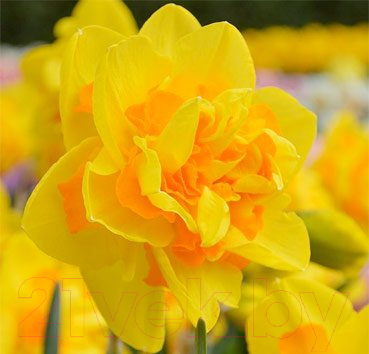 

Семена цветов Красный клен, Нарцисс Queen's Day