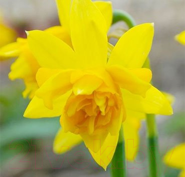 

Семена цветов Красный клен, Нарцисс Tete Boucle