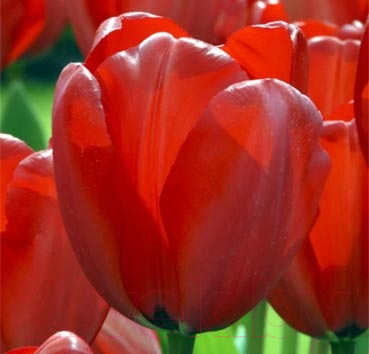 Семена цветов Красный клен Тюльпан Red Impression