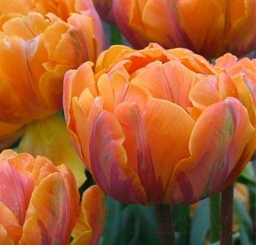 

Семена цветов Красный клен, Тюльпан Orange Princess